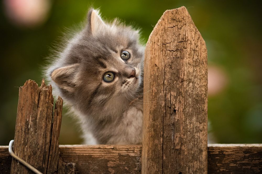 Фотография автора Коротун Юрий