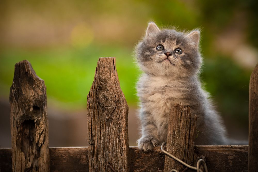 Фотография автора Коротун Юрий