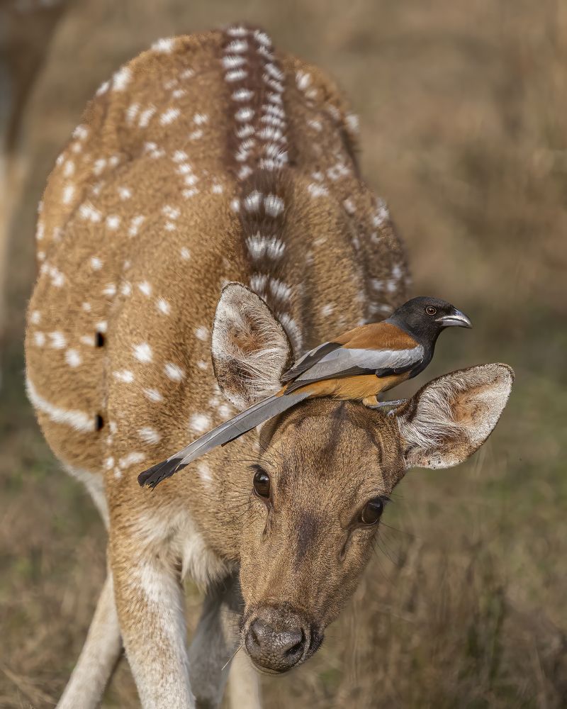 Фотография автора Saurabh Dhanorkar