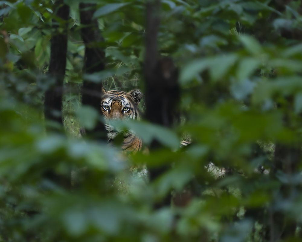 Фотография автора Saurabh Dhanorkar