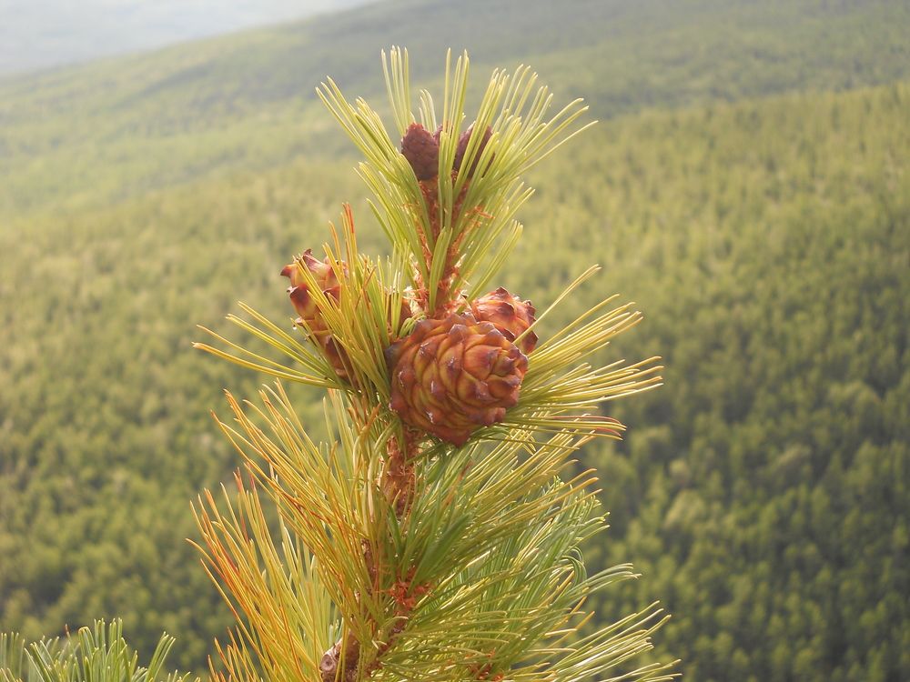 Photograph by Валерий Калинов