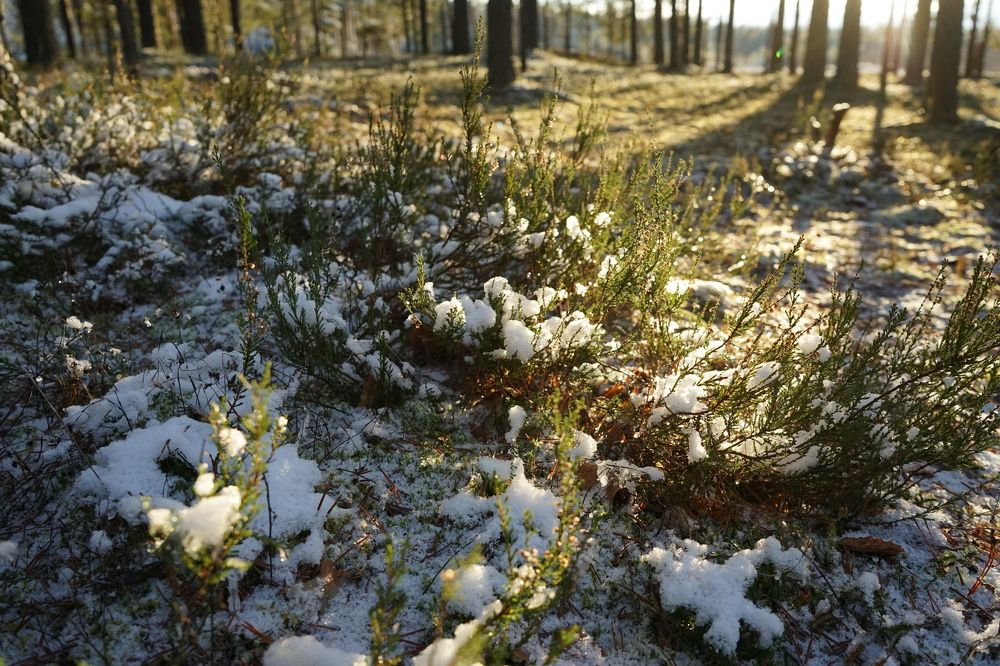 Поздняя осень ранним утром