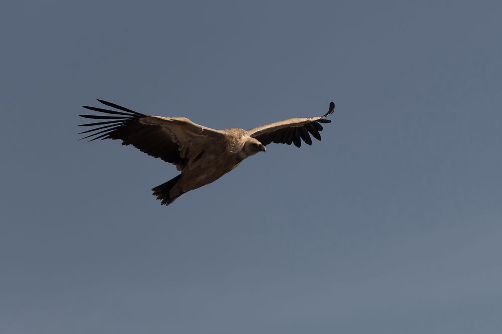 Griffon vultures, Uvac Canyon, Serbia (1) | Белоголовые сипы, каньон Увац, Сербия (1). 2024