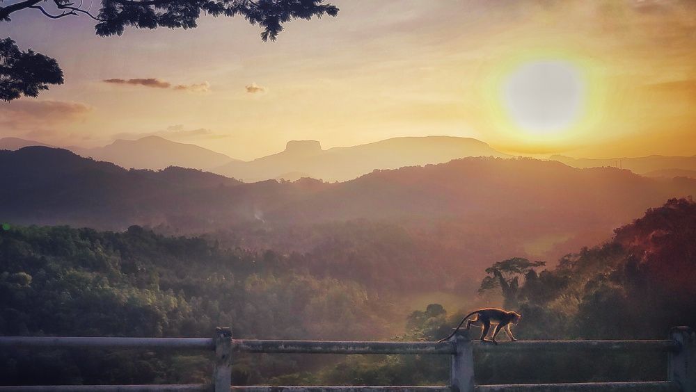 Фотография автора Maliyadewa Wadupola