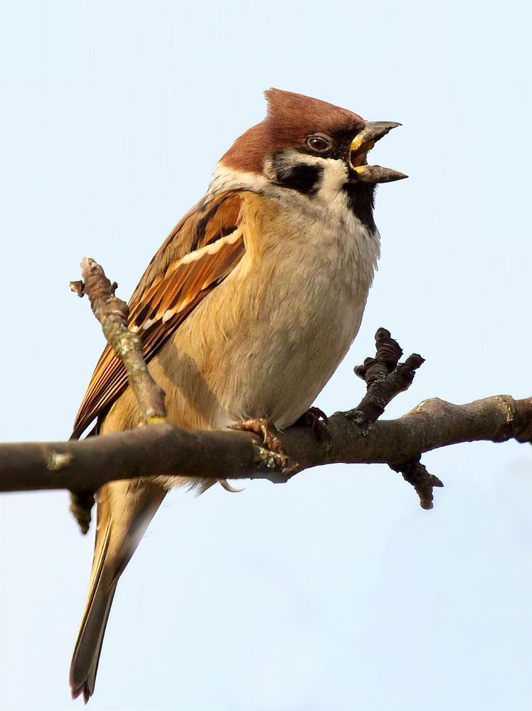 Лейся песня на просторе...