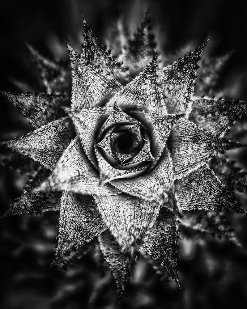It is a flower although it has no colors and no smell.