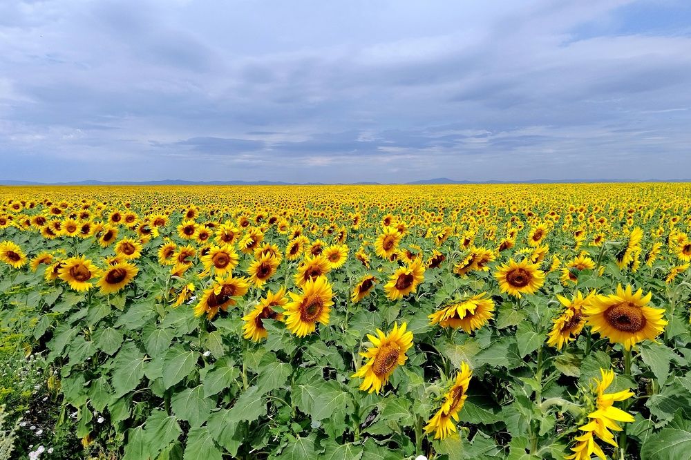 Золотое поле.