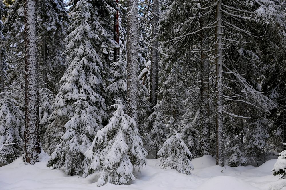 Photograph by Унку Юрий