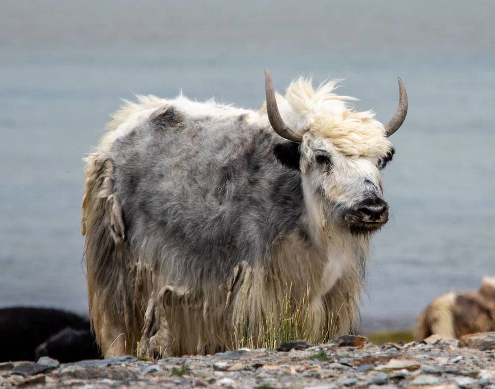 Яки. Монголия