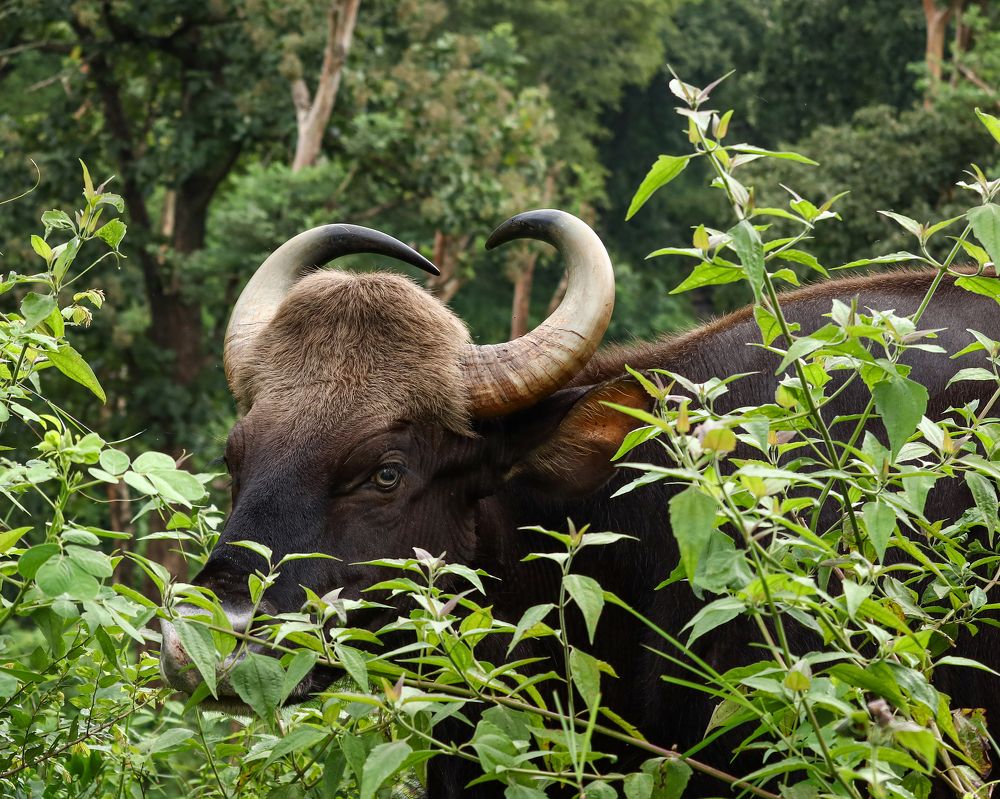 Indian Gaur sneak peek