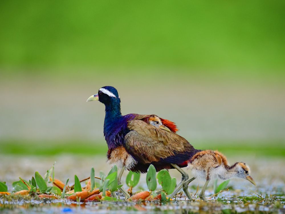 Photograph by Irene Chattopadhyay