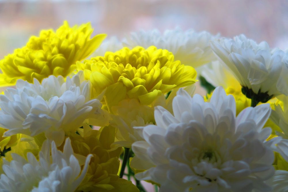 Photograph by Орл Про