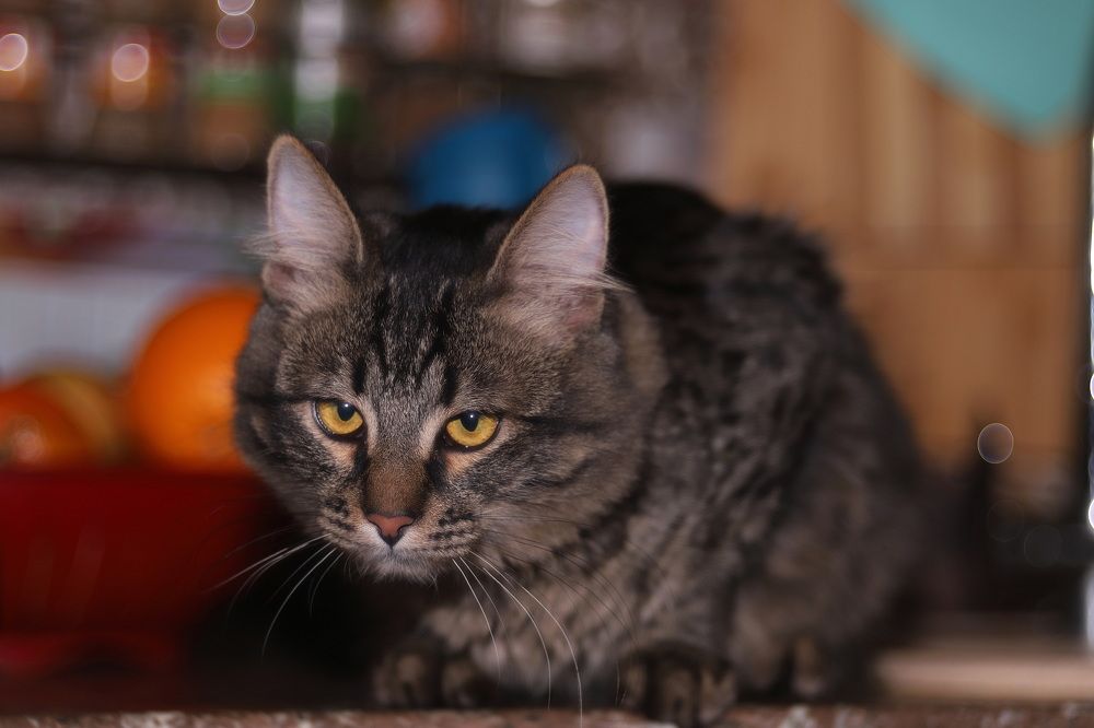 Photograph by Константин Лагоденко