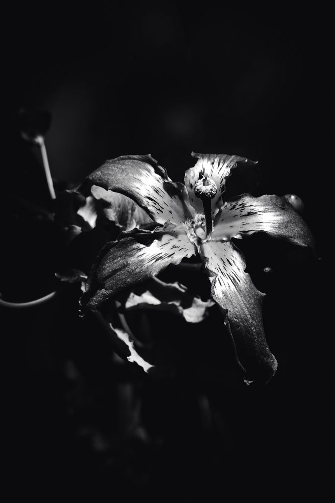 Photograph by Rumi S. Yada