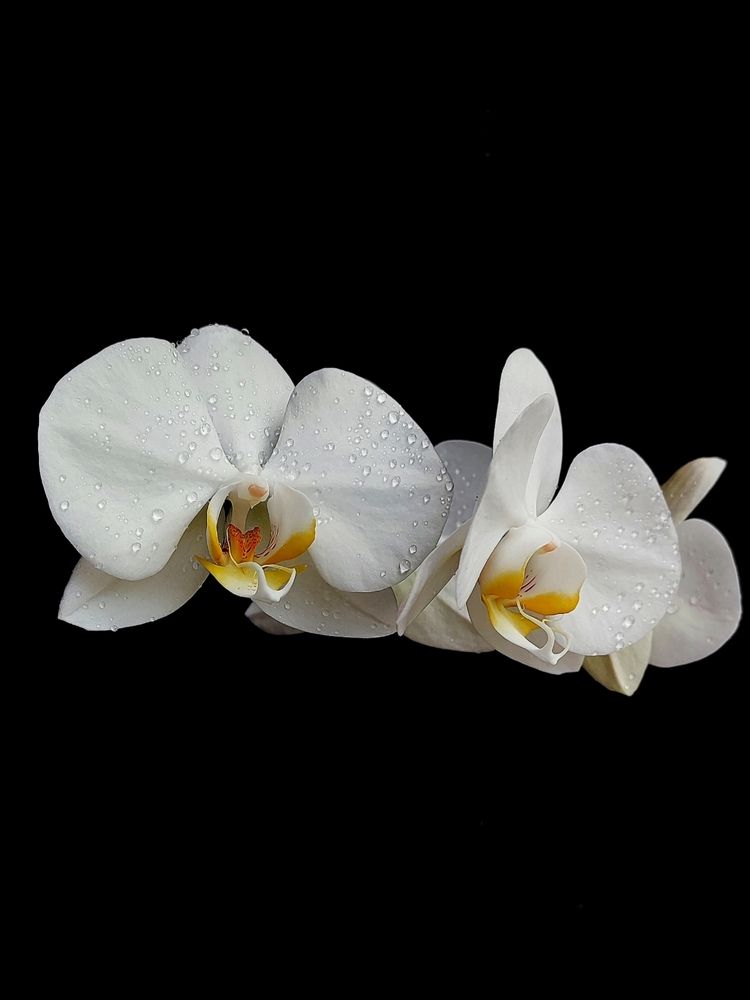 Photograph by Maria Stankevich