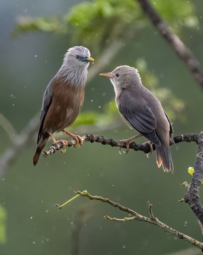 Photograph by Pompi Bera