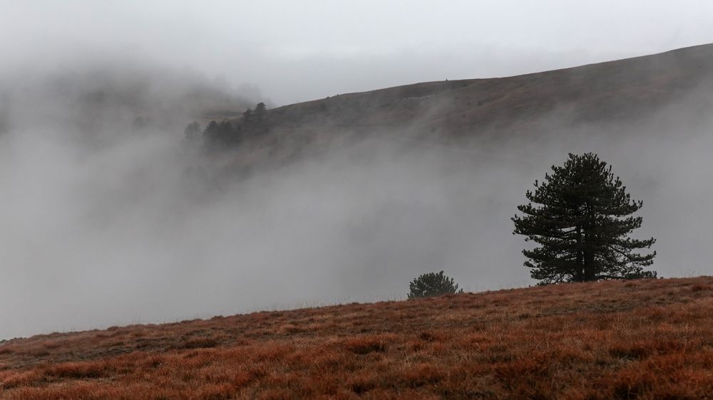 Autumn fog | Осенний туман. 2022