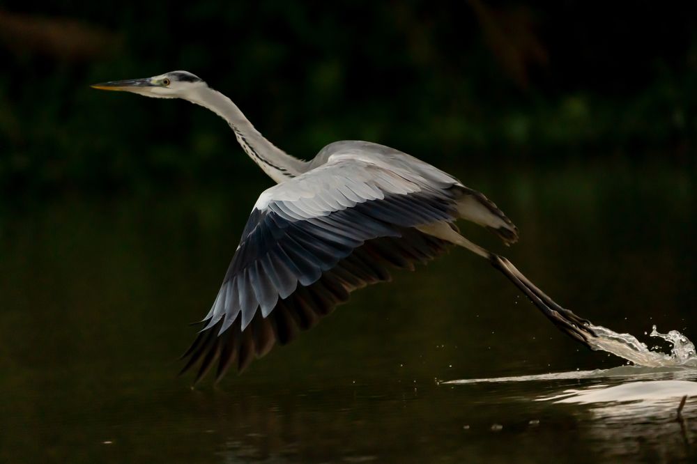 Embracing Wings