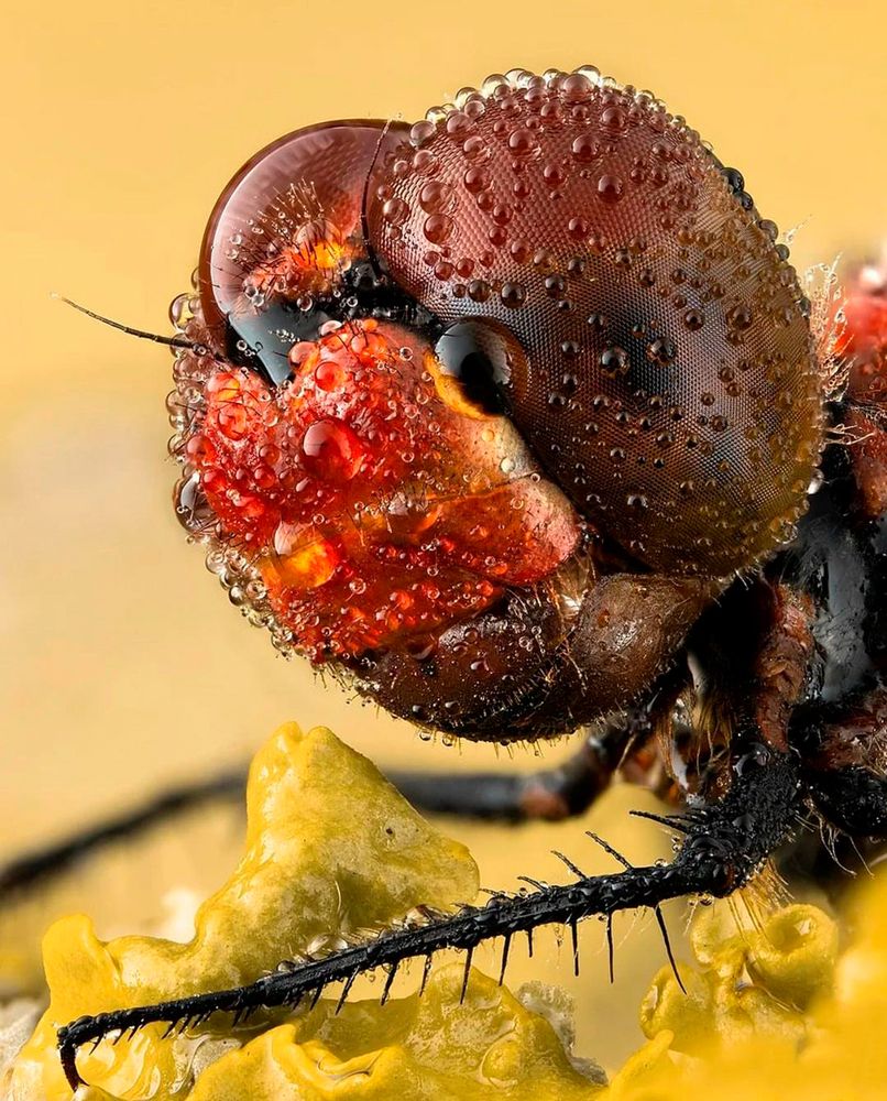 Photograph by Otto Acosta