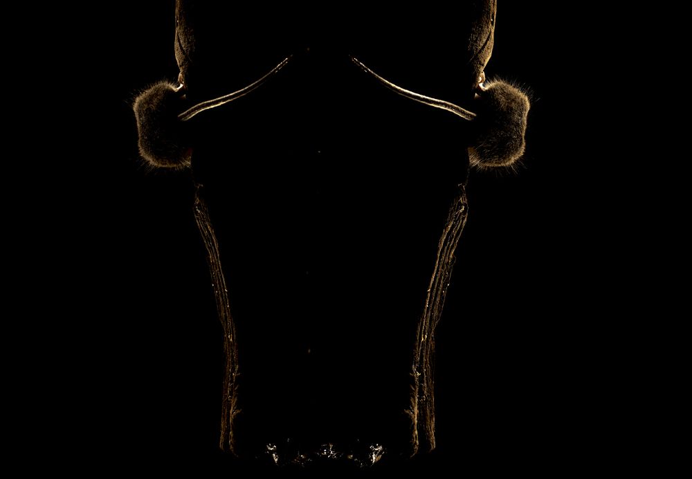 Photograph by Luisa Lynch