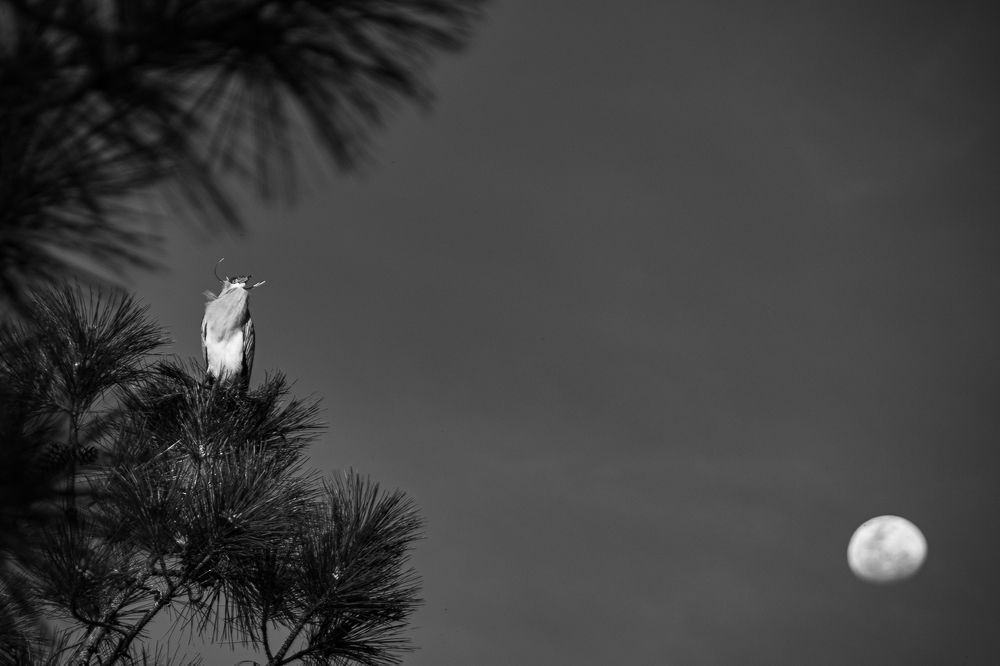 "Un pacto con la luna"