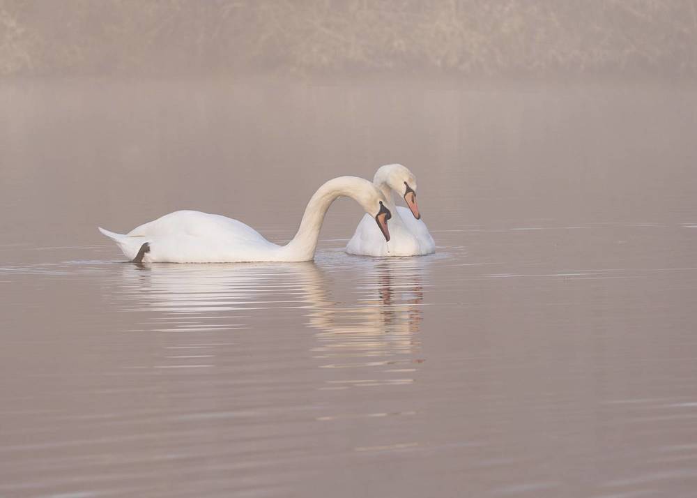 Swans