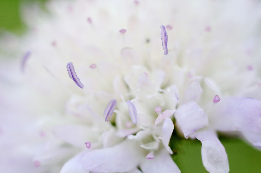 Purple stamen