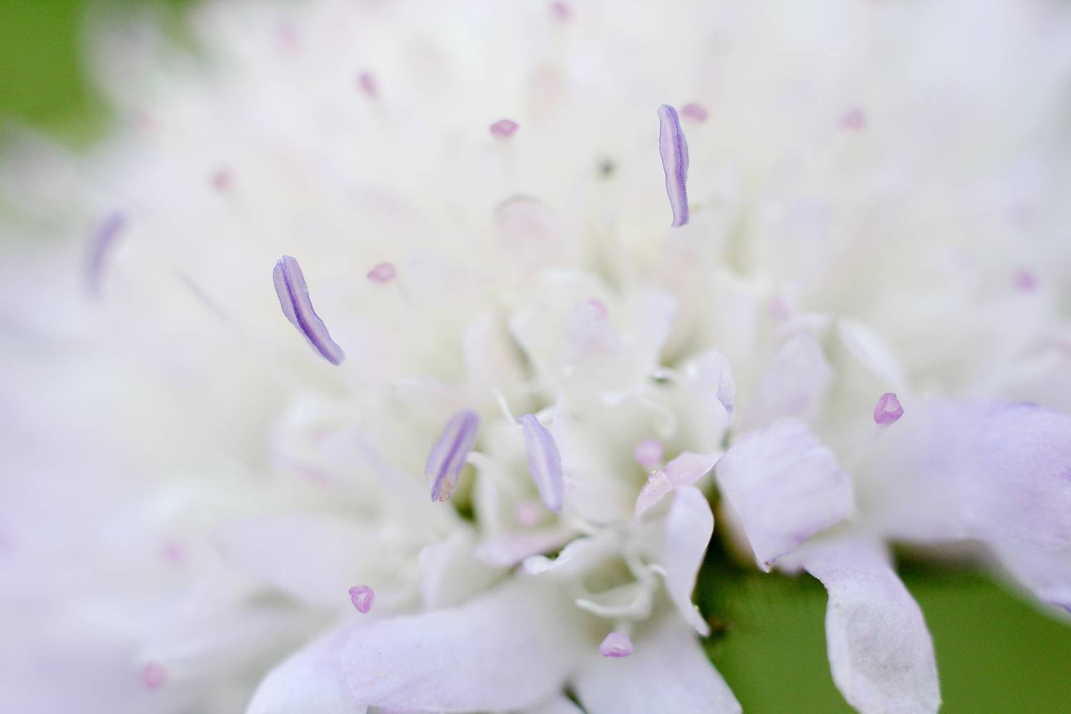 Purple stamen