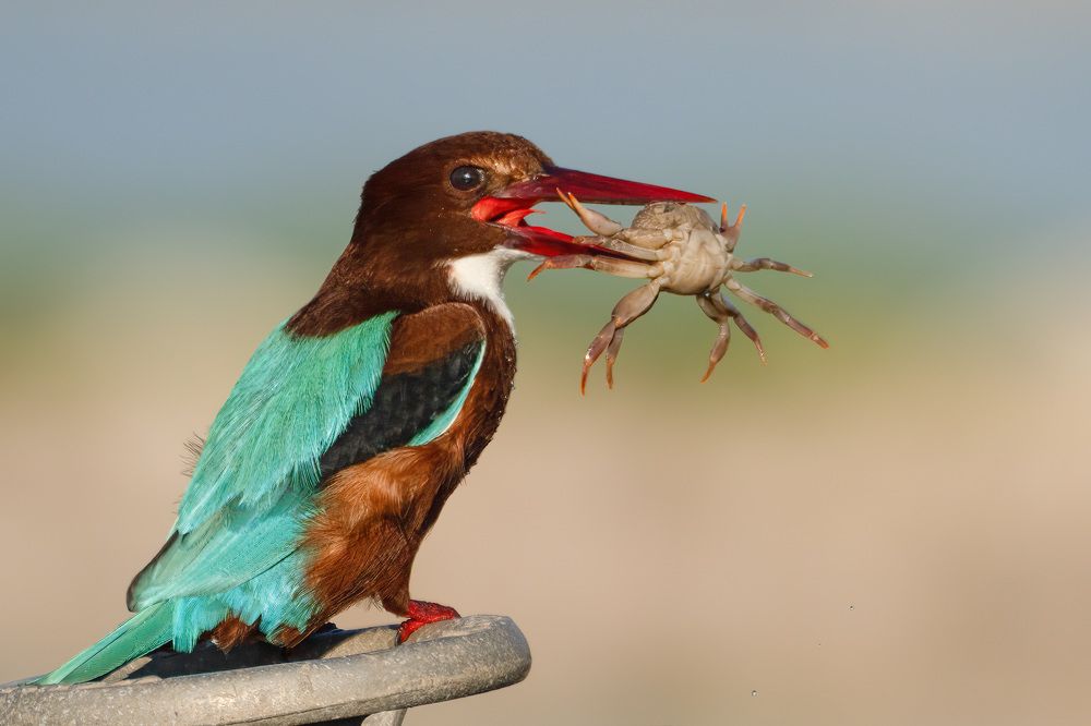 Photograph by Elena Levi