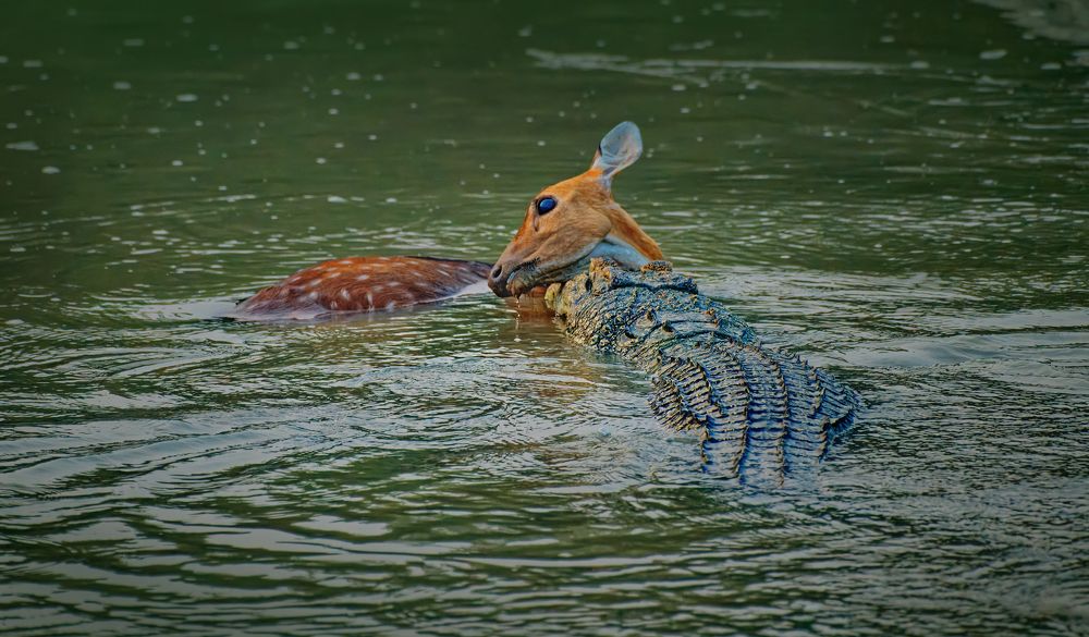 Unforeseen Peril: Sundarbans' Predatory Encounter