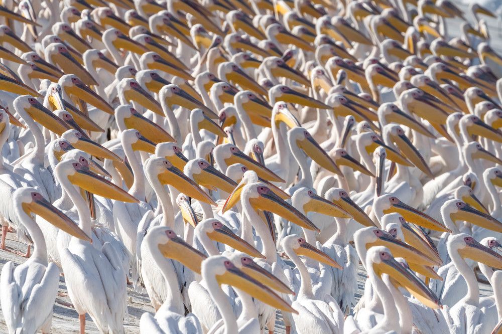 Photograph by Elena Levi