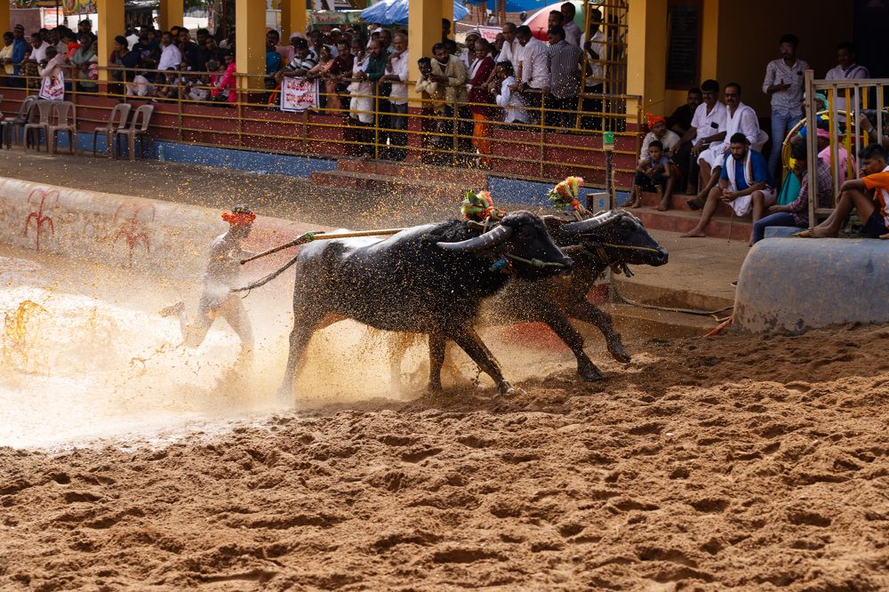 Kambala Buffalo Race