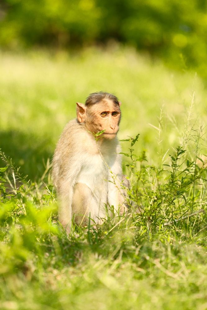 Photograph by Jawahar K