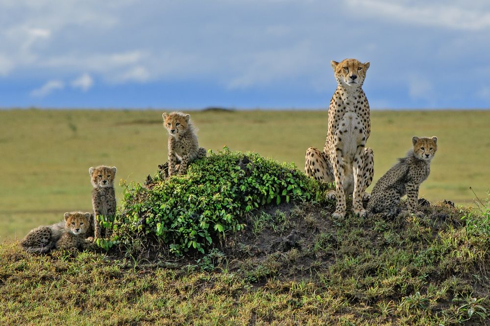 THE MOTHER WITH CUBS