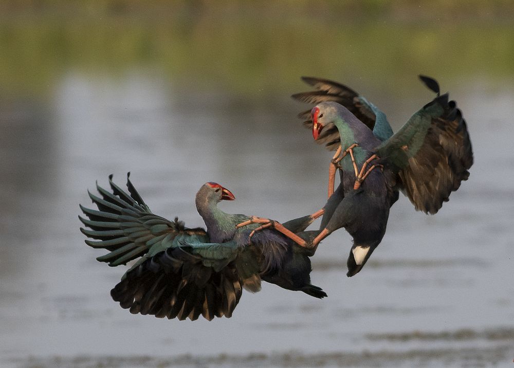 Fighting for territory