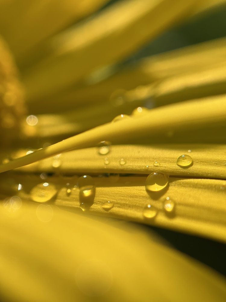 Photograph by Yulia Zhilinskaya