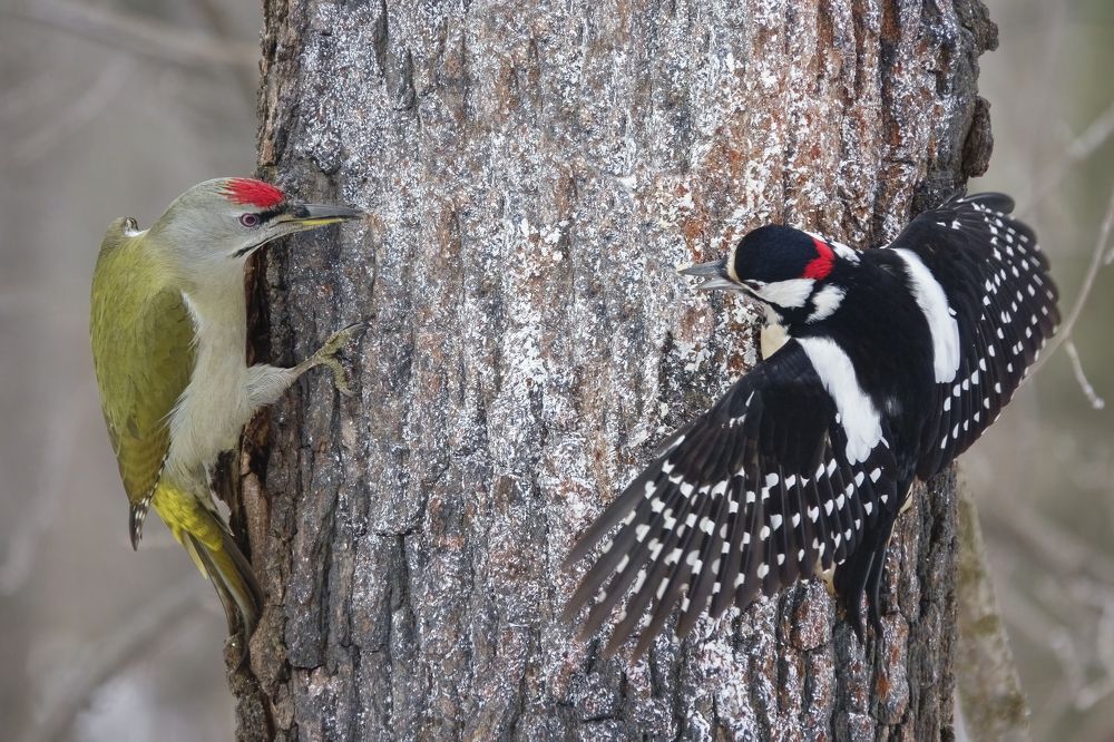 Конфликт интересов