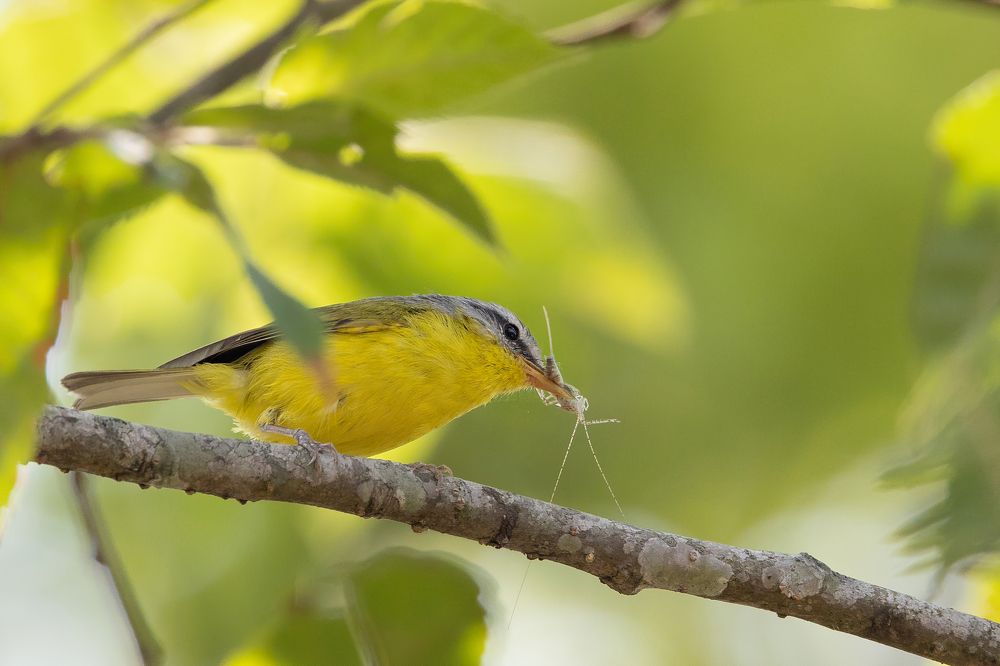 Photograph by Rohan Bhattacharjee