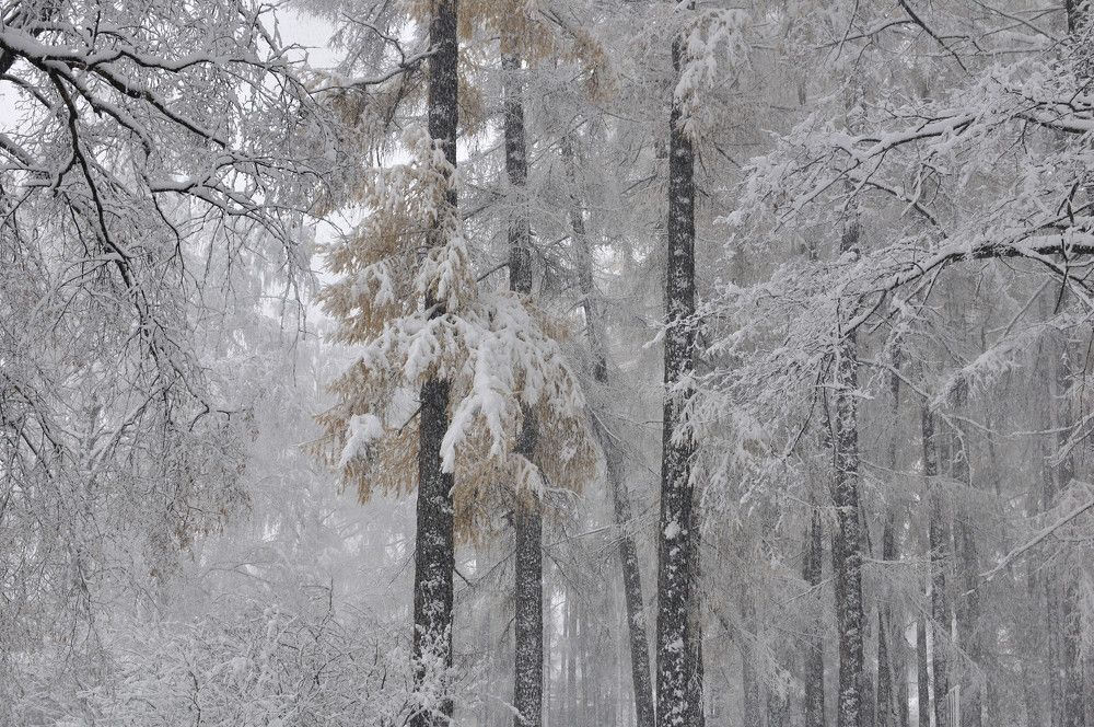 Photograph by Андрей Пляскин