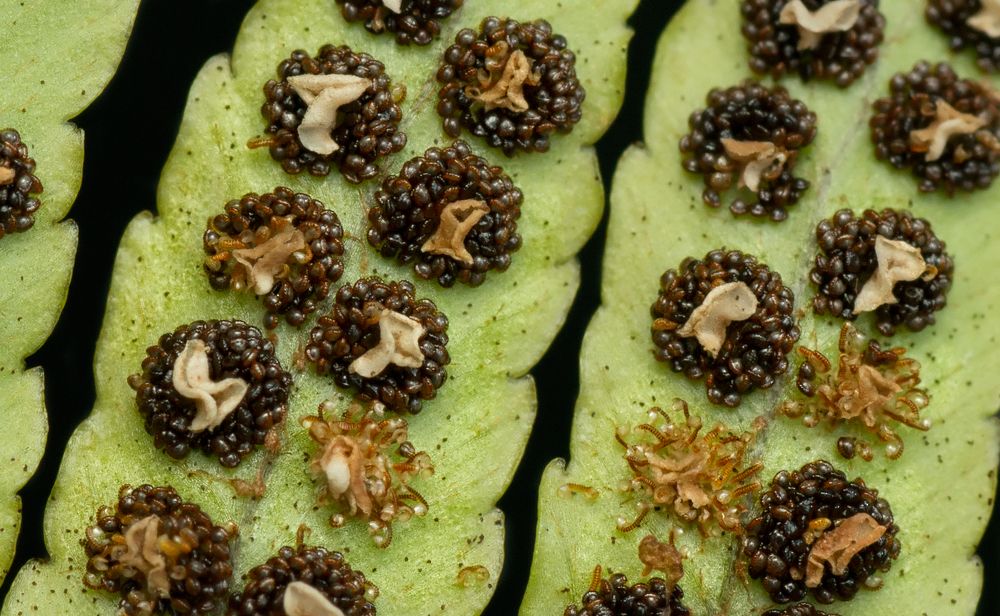 Photograph by Тараненко Анжелика