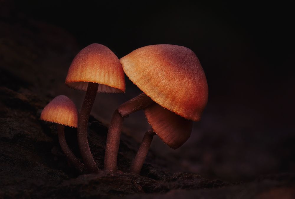 Photograph by Тараненко Анжелика