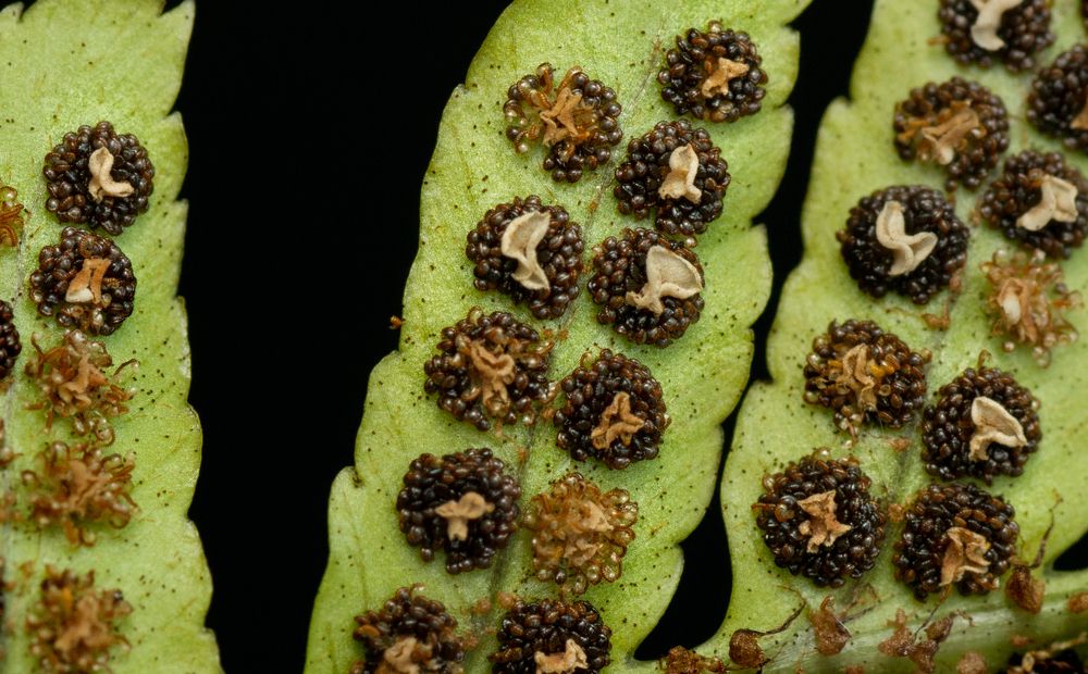 Photograph by Тараненко Анжелика