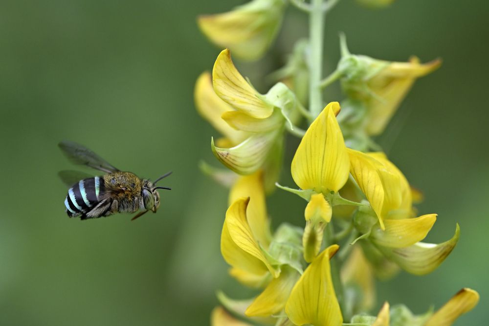 Photograph by SRIMANTA RAY