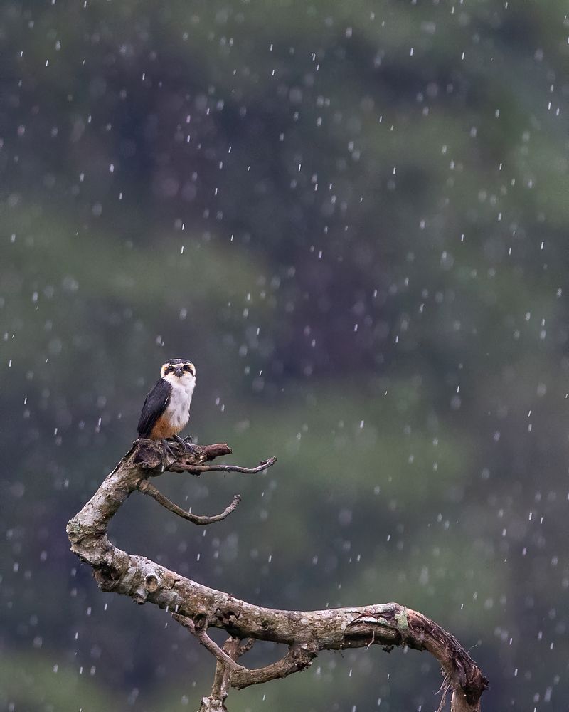 Photograph by Rohan Bhattacharjee