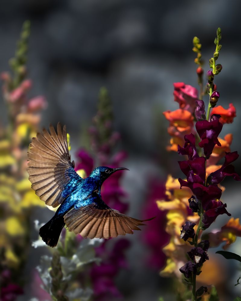 Photograph by NOUSHADALI EDAKKANDATHIL