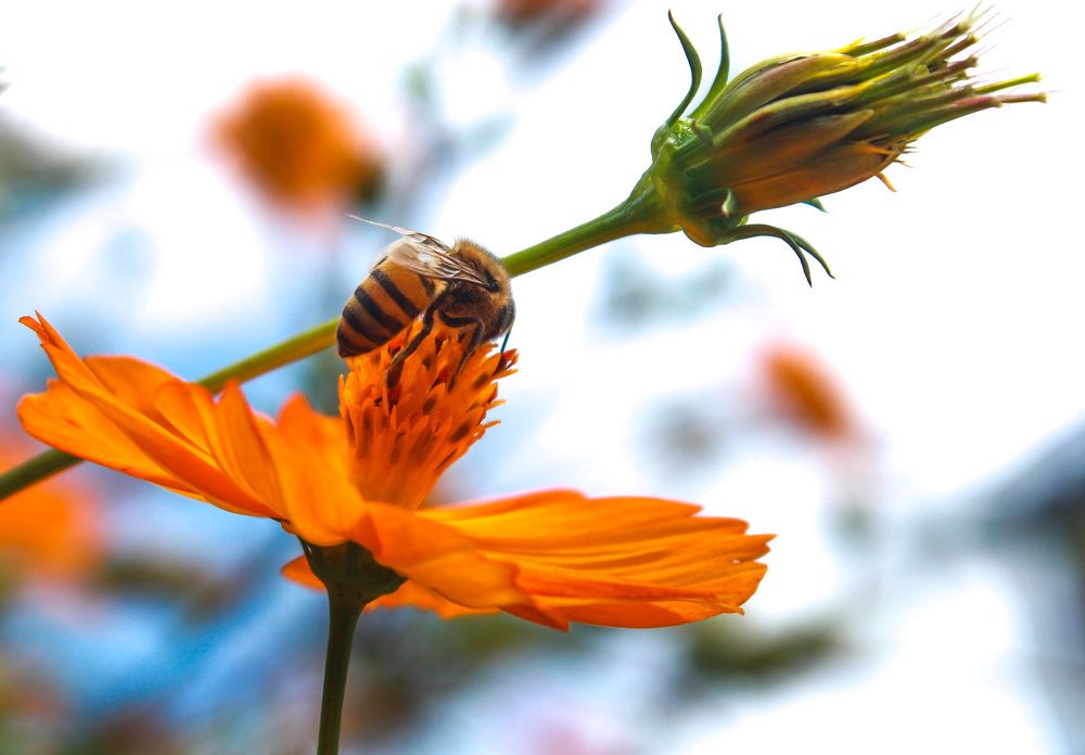 Photograph by Raul luciano batista dos santos