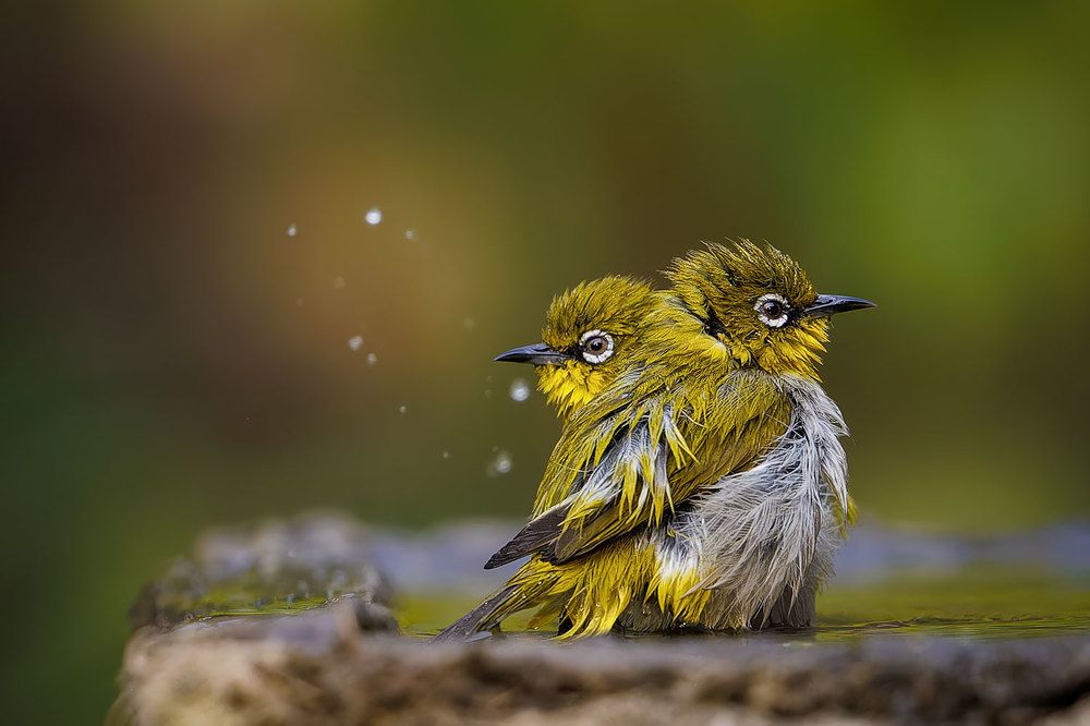 Photograph by Anindita Nandi