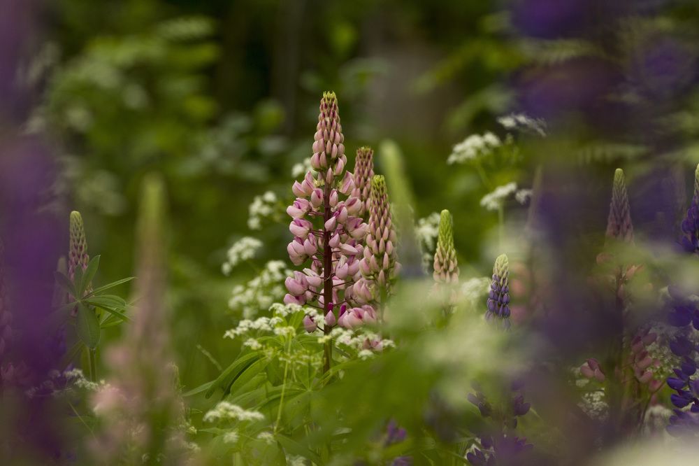 Фотография автора Александр Собокарь