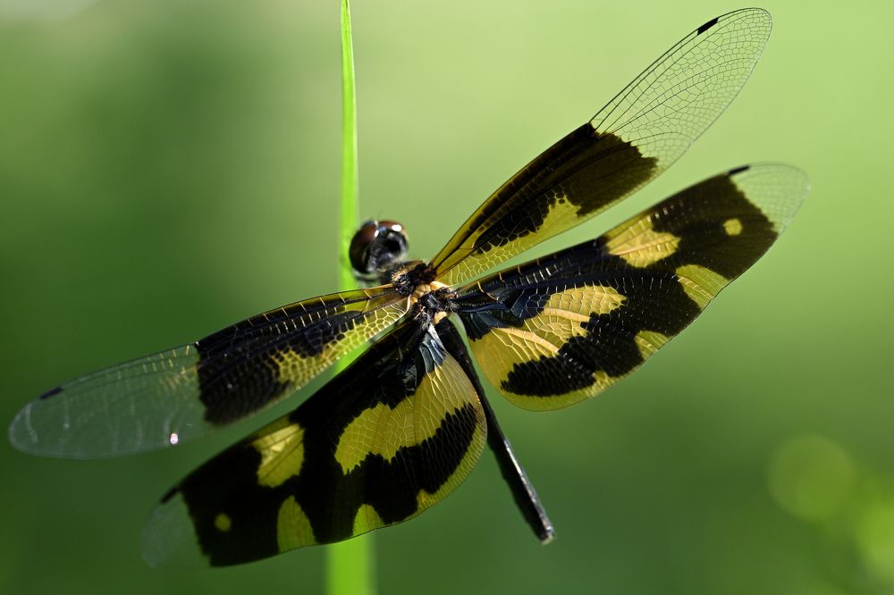 Photograph by SRIMANTA RAY