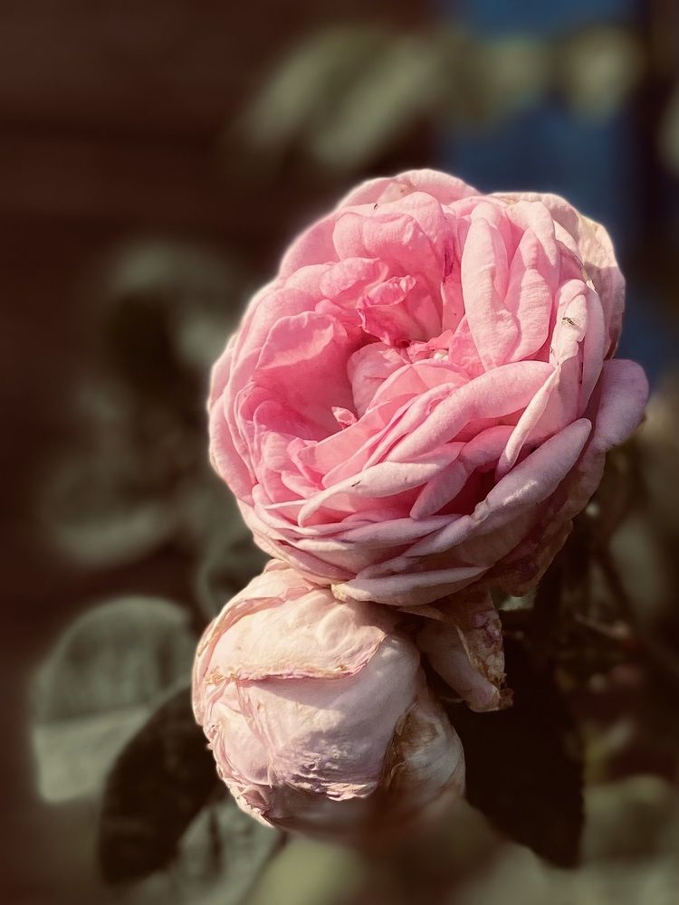 Фотография автора Светлана Герасимук